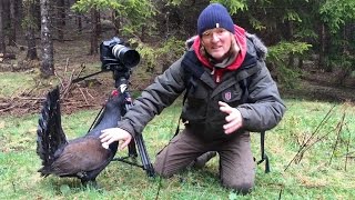 Auerhahn greift Kameramann an  Wood grouse attacking cameraman [upl. by Legnalos]