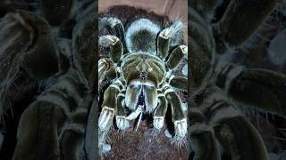 Pamphobeteus sp mascara tarantula feeding black cricket [upl. by Irrem]