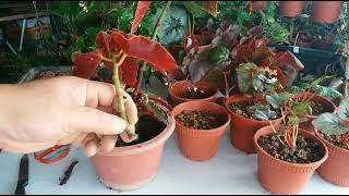 How to propagate begonias 3 easy method you gotta try it Jenis begonia amp 3 cara perbanyakkan [upl. by Oiratnom728]