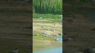 A nice group of Avocets and Common Terns at Minsmere What else can you see See description [upl. by Camilo]