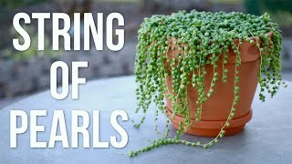 String of Pearls Care Guide  Garden Answer [upl. by Celle]