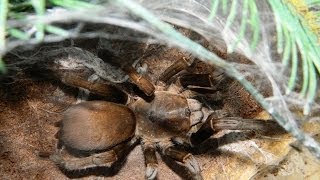 Spider Spotlight  Phlogius Crassipes [upl. by Eveleen215]