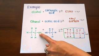 Ester Formation [upl. by Phipps]