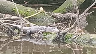 Gators In The Ortega River Jax Fl [upl. by Netta]