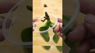 Magical tips to revive orchids with fast root rot few people know Roots grow right after a month [upl. by Vanderhoek744]