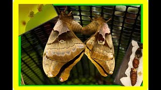 Polyphemus Silk Moth Life Cycle Part 2  Giant Silk Moth  Its finally finished WooooHoooo [upl. by Eeliak]