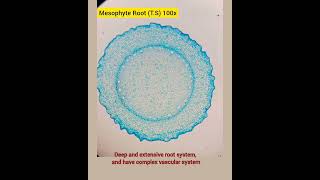 Hydrophytes Mesophytes and Xerophytes under microscope 1st experiment of 2nd year [upl. by Elbys809]