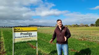 Prodigy Annual Italian Ryegrass Overview in 2 minutes [upl. by Richelle]