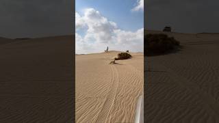 Houbara hunting desertwings birds falconry [upl. by Berriman]