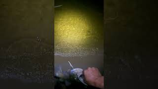 Flathead released catfish fishing flatheads [upl. by Canice600]