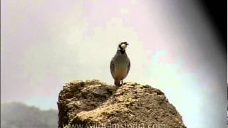 Vision on a rock  A chukor Partridge in the high Himalayas [upl. by Nahtal]