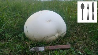 Czasznica olbrzymia Calvatia gigantea [upl. by Ploss]