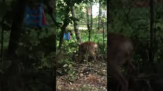 Close call with Roe Deer🤩🌲 deer nature wildlife jegerolsen [upl. by Iak]