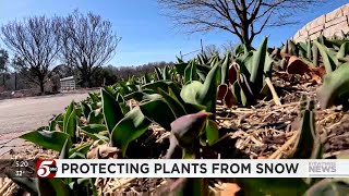 What to know about your plants gardens with snow projected to roll into Minnesota [upl. by Laurena]