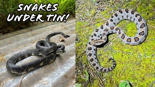 Fall Herping is Here Snakes Under Tin and Stunning Pygmy Rattlesnake in Georgia [upl. by Panchito]