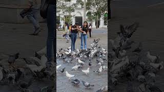 Feeding Pigeons in Kandy [upl. by Shah116]