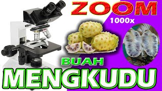 ZOOM 1000X BUAH MENGKUDU [upl. by Poppas]