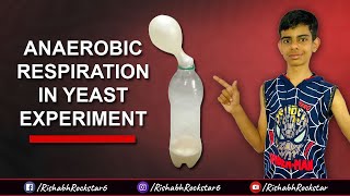 Anaerobic Respiration in Yeast Experiment using Balloon Class 7 School Science Project amp Experiment [upl. by Daeriam344]