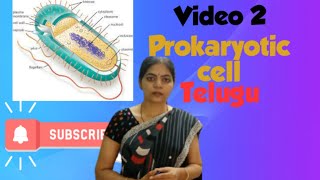 Cell l Prokaryotic cell l Class 11 NCERT NEET Biology chapter 8l [upl. by Sayers]