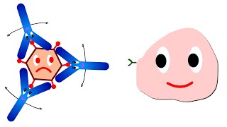 Functions of antibodies Antibody functions [upl. by Natsirc940]