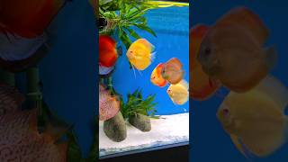 Unveiling the Secrets of Successful Discus Fish Keeping [upl. by Gimpel]