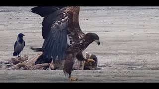 Whitetailed Eagle and other Birds Siemień Poland 20241024 [upl. by Narret]