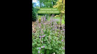 Encourage Your Catmint to Bloom Again shorts perennial gardening summergarden [upl. by Aydni]