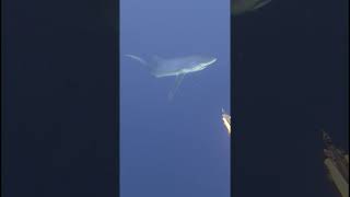 🦈Encuentros con TIBURONES en TENERIFE🦈 pescasubmarina spearfishing tiburon tenerife canarias [upl. by Kcerb]