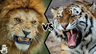 tijger vs leeuw wie is sterker [upl. by Jerrol21]