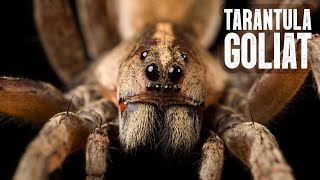 TARANTULA GIGANTE GOLIAT  Mini Documental [upl. by Cutter]