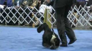 C Plays SBorn Street At The 2012 Flushing Spaniel Show [upl. by Sivrahc455]