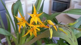 Brassia Orange Delight relative Care and cultivation of this noID Brassia hybrid [upl. by Presley]