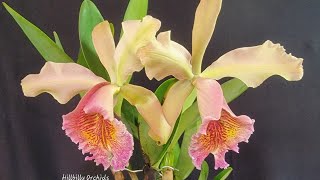 Cattleya fulvescens spotlight video [upl. by Liana]