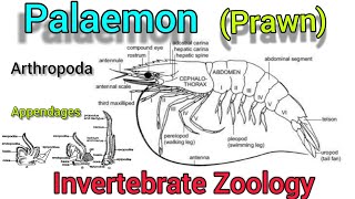 Palaemon prawn in hindi  Appendages of Prawn  aarthropoda [upl. by Cathy]