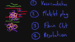 Haemostasis 2 Haemostasis Overview [upl. by Cornish]