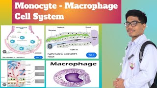 MonocyteMacrophage System  Reticuloendothelial System [upl. by Epilif]