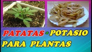 Como Aportar Potasio a las Plantas de la Huerta Con Cascaras de Patata  Todo Huerta y Jardín [upl. by Barn]