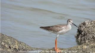 Common Redshank  Chiu S C DSCN2355 [upl. by Eleanor]