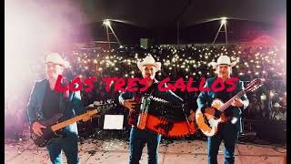 Los Alegres Del Barranco  Los Tres Gallos en vivo 2022 [upl. by Westley]