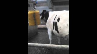 Happy holstein cow playing with Delaval brush [upl. by Ahsillek319]