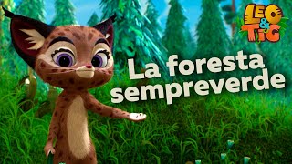 Leo e Tig Italia 🐯🐆 🌳🌄 La foresta sempreverde ⛰ Collezione di episodi🐯🐆 Cartone animato per bambini [upl. by Marsha]