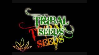 Tribal Seeds Beautiful Mysterious [upl. by Ainak]