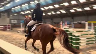 Ojadasawe Gelding by Hermantico Born 2019 110 Class [upl. by Airottiv98]