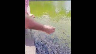 Feeding Fish at Lagoon ParkVacay in Philippineexplore Negros Occ [upl. by Riannon]