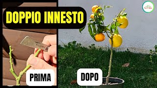 Doppio Innesto di Agrumi  Limone e Clementino [upl. by Gnivre]