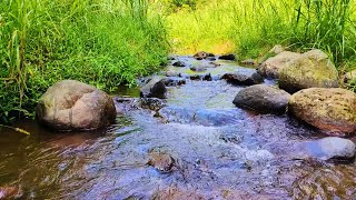 Soothing Forest Sounds Babbling Brooks Relaxing Birdsong for Sleep and Stress Relief [upl. by Ettari]