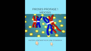 TAHAPAN PEMBELAHAN MEIOSIS PROFASE 1 ipa edukasi faktaunik biologi [upl. by Wilmar]