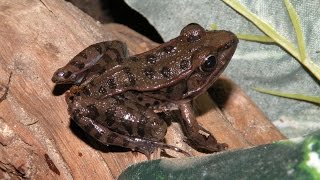 Herping in my basement Leopard frogs [upl. by Akihdar]