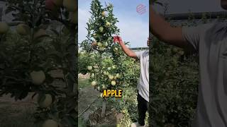 apple tree branches cutting process [upl. by Nikola]