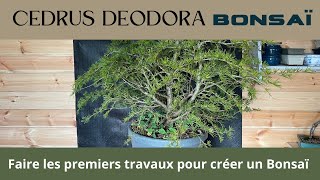 CEDRUS DEODORA BONSAÏ [upl. by Hardej984]